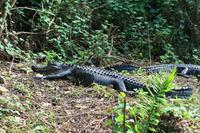 Everglades