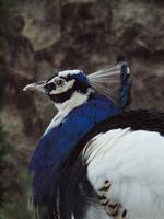 Lissabon - Burg Sao Jorge