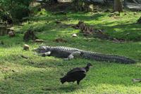 Everglades