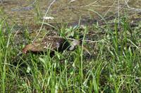 Everglades