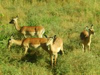 Impalas - Kruger-NP