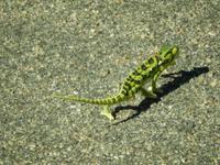 Chamäleon - Kruger-NP