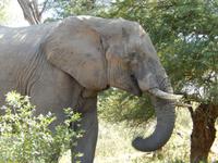 Elefant - Kruger-NP