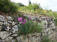 Buskett Gardens - Löwenmaul