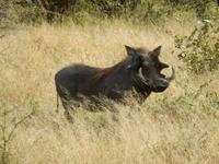 Warzenschwein - Kruger-NP