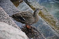 Fröhliche Ente an der Promenade in Garda