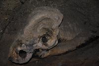 Reste eines versteinerten Baumes