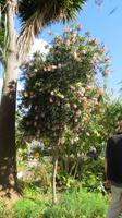 078_im Kräutergarten bei Esmeralda _ Zylinderputzer