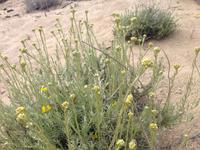 IMG_4439_Immortelles