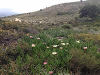 IMG_4440_Mittagsblumem-Carpobrotus 