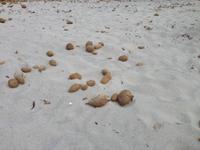 IMG_4447_Seebälle aus Neptungras