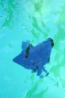 Mantarochen