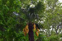 259 Zadar, Dattelpalme