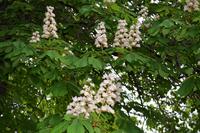 337 Socatal, Kastanienblüten