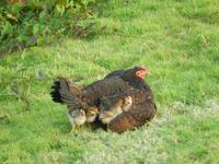 Pinar del Rio - Vinales - Rundreise Kuba - Sonneninsel der Karibik von Ost nach West