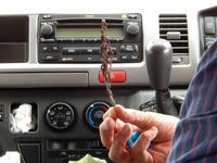 Wiederauferstehungspflanze