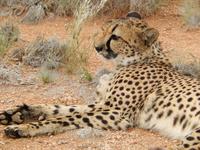 Gepard