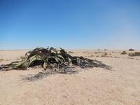 Welwitschia mirabilis