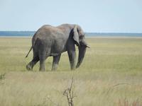 Elefanten im Etosha Nationalpark