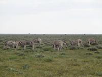 Zebras im Etosha Nationalpark