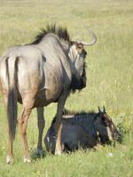 Gnu im Etosha Nationalpark