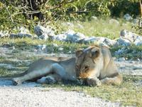 Löwen im Etosha Nationalpark