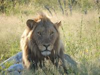 Löwen im Etosha Nationalpark