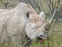 Nashorn im Etosha Nationalpark