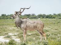 Kudu im Etosha Nationalpark