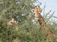 Giraffen im Etosha Nationalpark