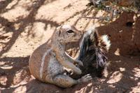 Erdhörnchen in Solitaire