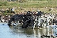 Filmvorführung am Wasserloch