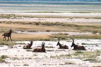 Safari im Etosha - Kuhantilopen