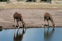 Diverse Trinkverhalten