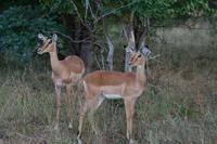Chobe Nationalpark - der Busch erwacht