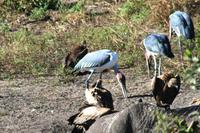 Ohrengeier, Weißrückengeier, Marabus und ein toter Elefant