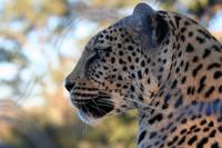 Leopard Lisa