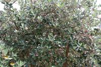 Olivenbaum (trägt auf Madeira keine Früchte!)