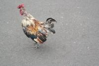 Portugiesischer Hahn (leicht gerupft)