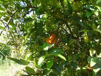 Orangenbaum