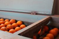Orangenplantage bei Silves