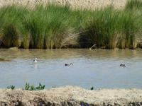 Radtour durch Coto Donana