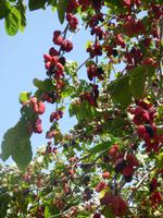 mhhh, lecker Maulbeeren