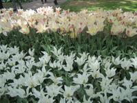 Lisse, Keukenhof 