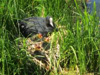 Lisse,Blässhuhn am kleinen Kanal