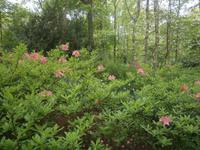 Pflanzen und Sträucher in großer Vielfalt