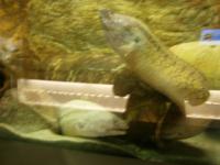 Bergen an Zee, Seeaquarium, 2 Muränen