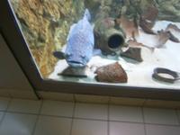 Große Fische im Schaubecken