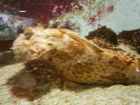 Das ist ein Fisch, gut getarnt