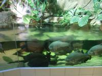 Piranhas im Becken